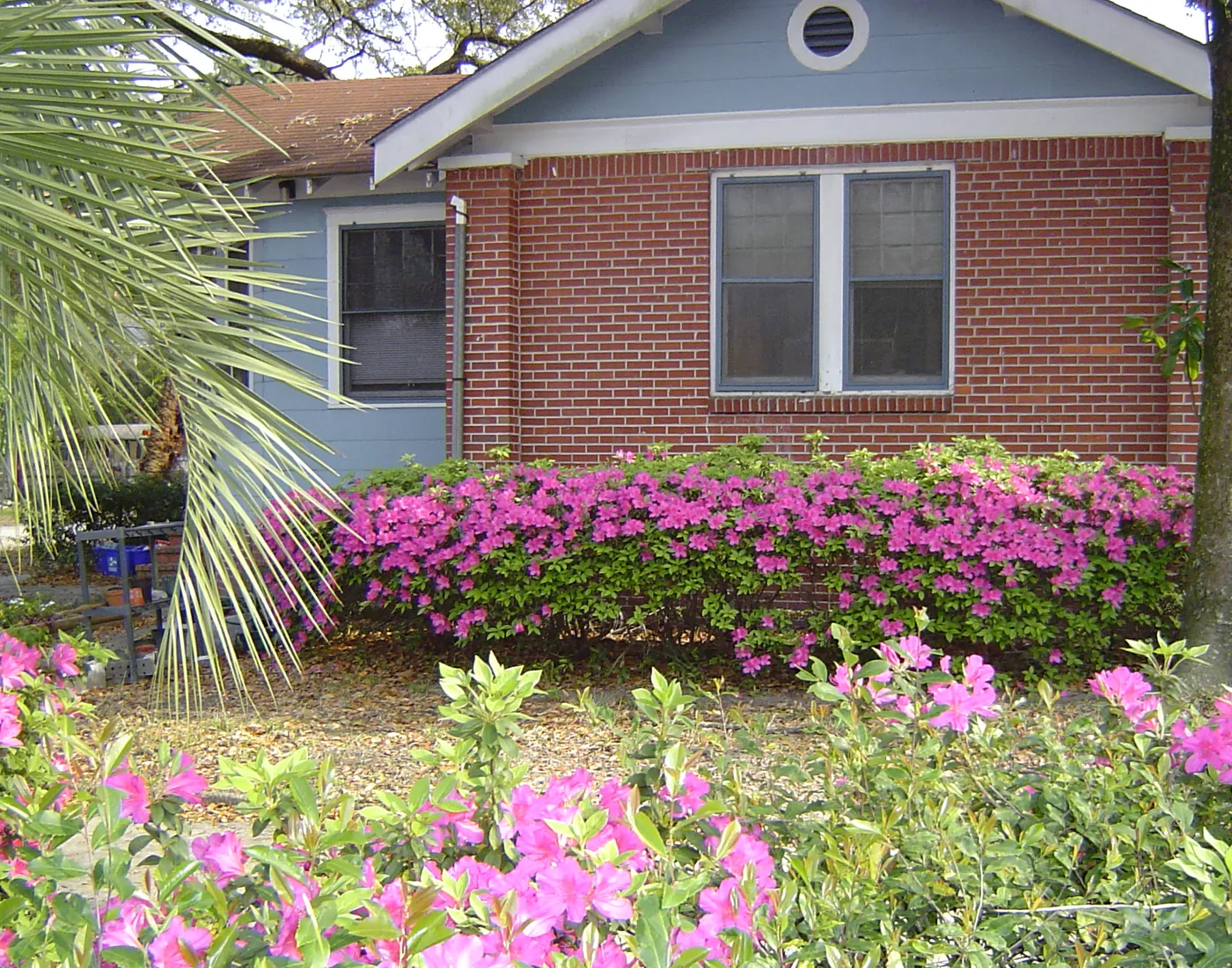 Blue cottage front yard with blooming pink azaleas, tropical palm and neatly edged planting beds