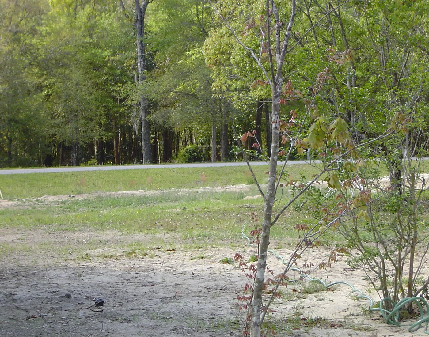Partially cleared lot with brush mowed down and sparse remaining saplings